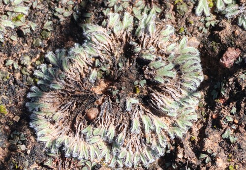 Image of Riccia trichocarpa by (c) Millie Basden, some rights reserved (CC BY)