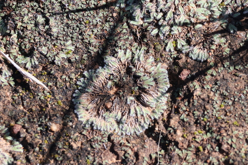 Image of Riccia trichocarpa by (c) Millie Basden, some rights reserved (CC BY)