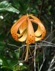 Lilium iridollae