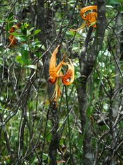 Lilium iridollae