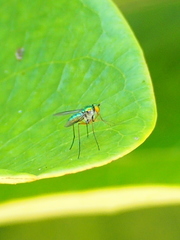 Chrysosoma globiferum