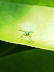 Chrysosoma globiferum