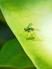 Chrysosoma globiferum