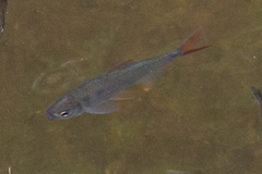 Characiformes