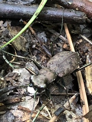 Apterodela unipunctata