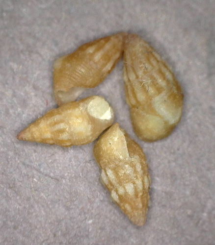 Bittium impendens observed 2025-03-04