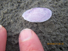 Psammobiidae