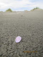 Psammobiidae