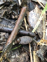 Apterodela unipunctata