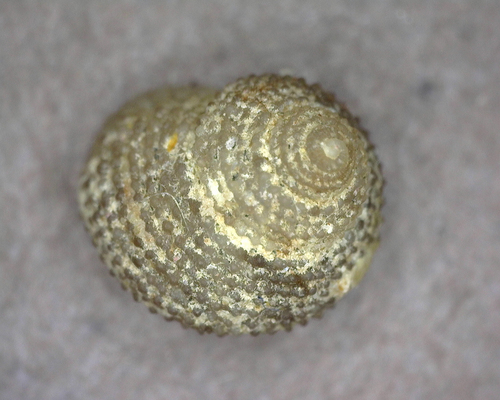 Herpetopoma gemmatum observed 2025-03-04