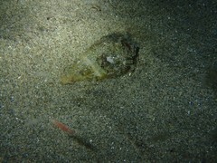 Conus ventricosus