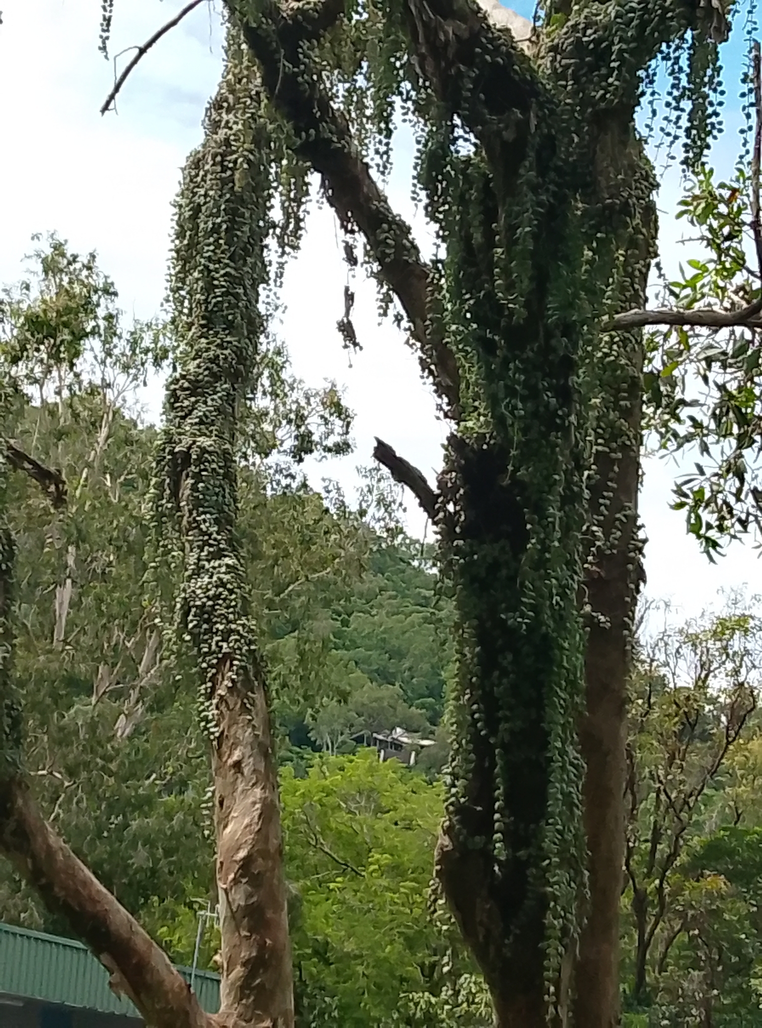 Imagem de Corda-de-sapo