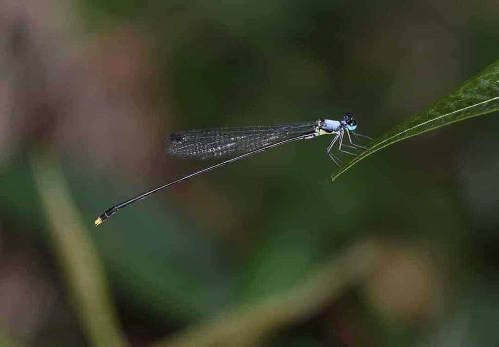 Coeliccia mattii
