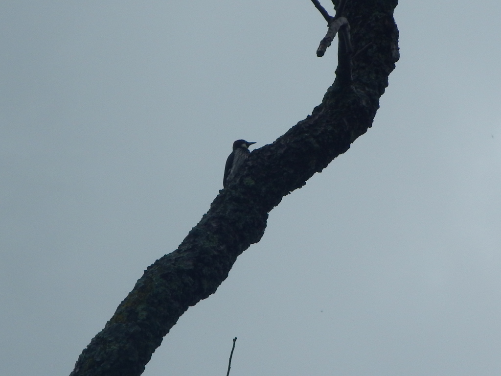 Acorn Woodpecker From Ejido San Juan Tepenahuac San Francisco