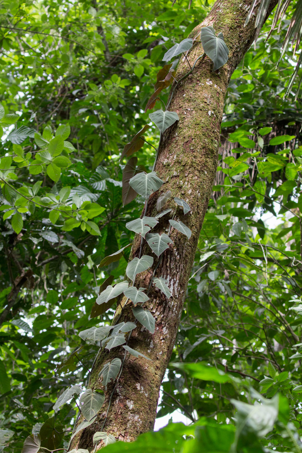 Philodendron hederaceum var. hederaceum