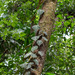 Philodendron hederaceum hederaceum - Photo (c) avocat, osa oikeuksista pidätetään (CC BY-NC), lähettänyt avocat