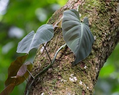 Philodendron hederaceum hederaceum