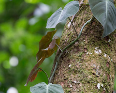 Philodendron hederaceum hederaceum