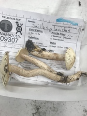 Suillus placidus