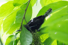 Microrhopias quixensis