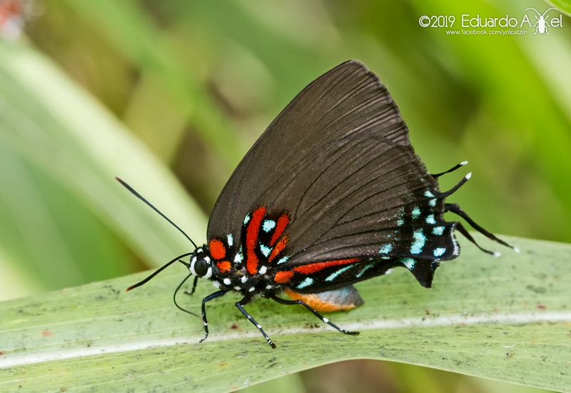 Jeweled Hairstreak