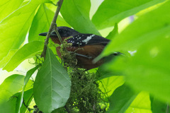 Microrhopias quixensis