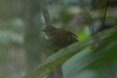 Hylophylax naevioides