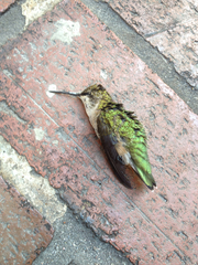 Archilochus colubris