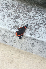 Vanessa atalanta