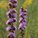 Rough Blazing Star - Photo (c) aarongunnar, some rights reserved (CC BY), uploaded by aarongunnar