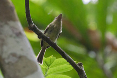 Rhynchocyclus olivaceus