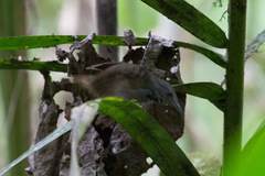 Epinecrophylla fulviventris