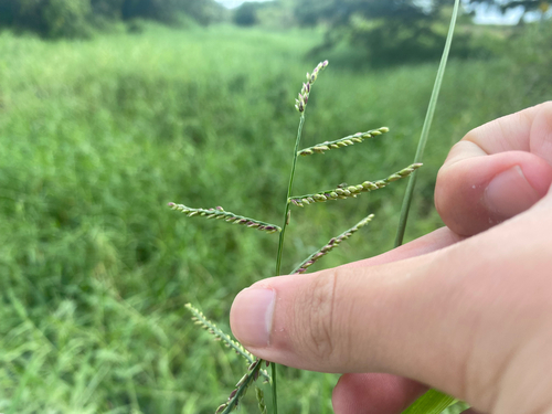 Urochloa mutica observed 2025-03-19