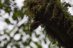 Xiphorhynchus lachrymosus