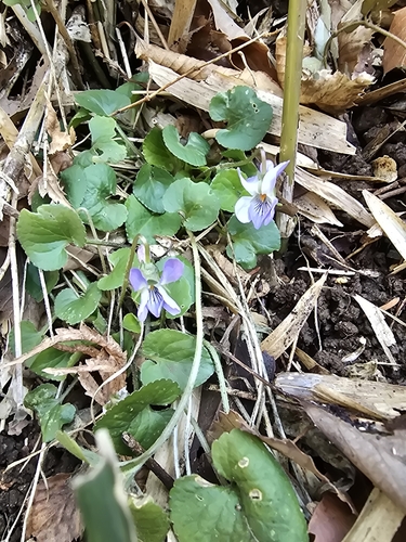 Image of Viola hondoensis by (c) WATANABE Hitoshi 渡辺仁, some rights reserved (CC BY)