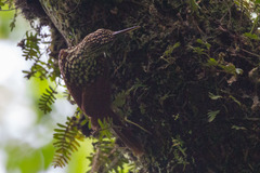 Xiphorhynchus lachrymosus