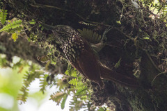 Xiphorhynchus lachrymosus