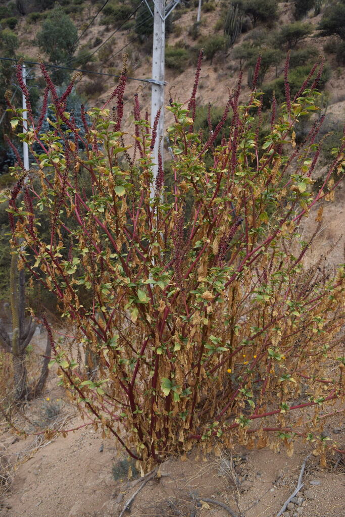 Phytolacca chilensis (Moq.) H.Walter 3
