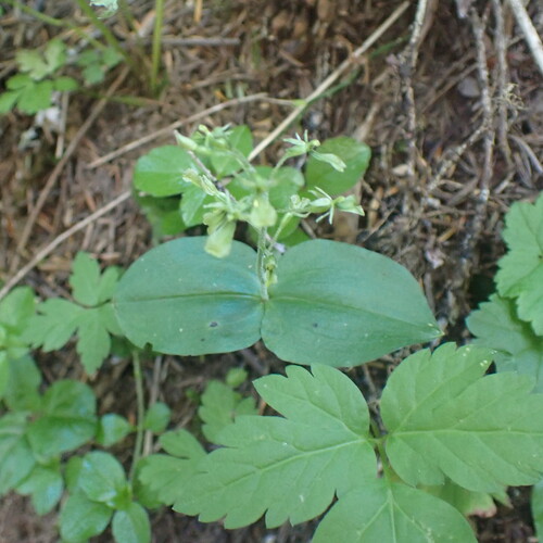 Northwestern twayblade (Neottia banksiana)