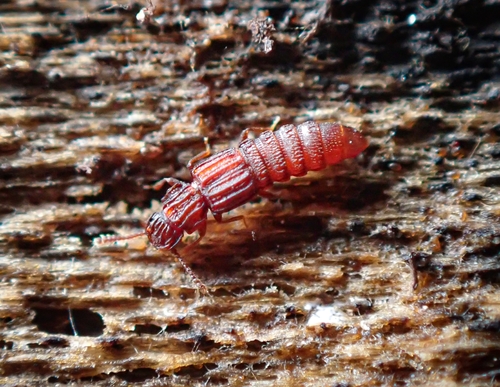 Thoracophorus costalis (Erichson, 1840)