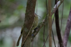 Rhynchocyclus olivaceus