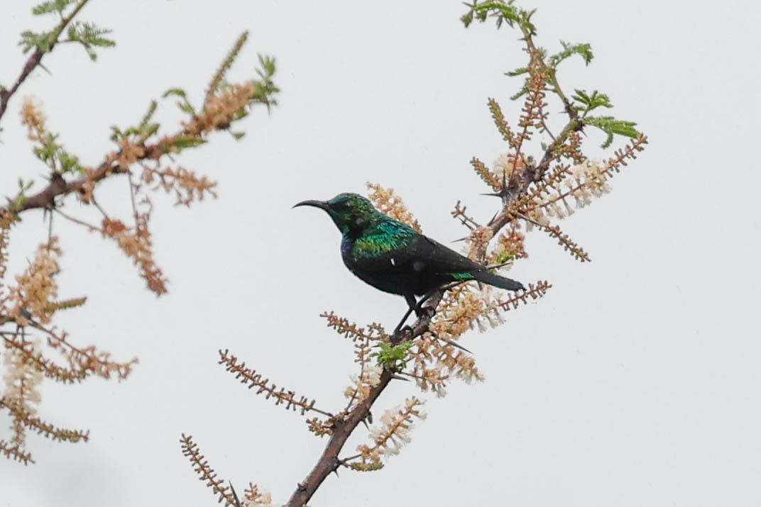Tsavo Sunbird (Cinnyris tsavoensis), photo 10