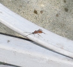 Pachysomoides fulvus