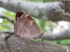 Eunica monima modesta