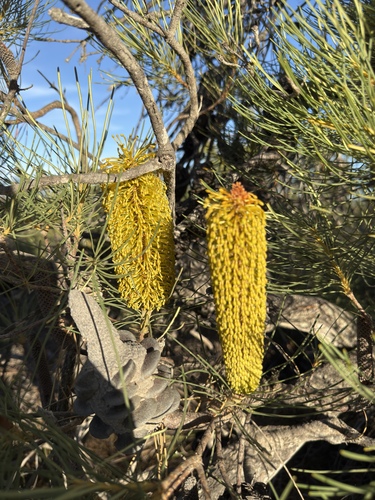 Banksia tricuspis