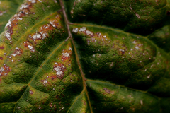 Davidsonia jerseyana