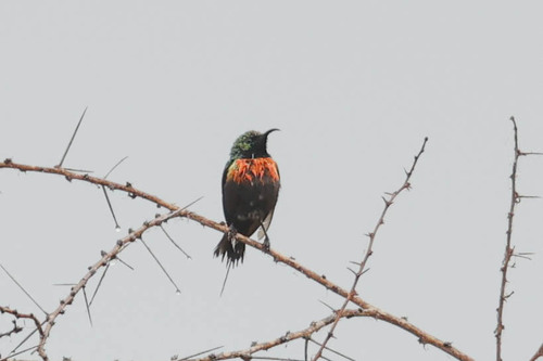 Black-bellied Sunbird (Cinnyris nectarinioides), photo 1