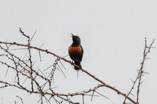 Black-bellied Sunbird (Cinnyris nectarinioides), photo 4