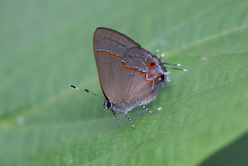 Calycopis bactra