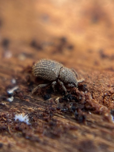 Weevil (Trachyphloeosoma advena) photo 4